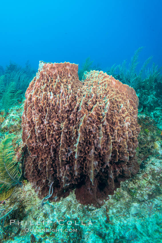 Sponges on Caribbean coral reef, Grand Cayman Island. Cayman Islands, natural history stock photograph, photo id 32190