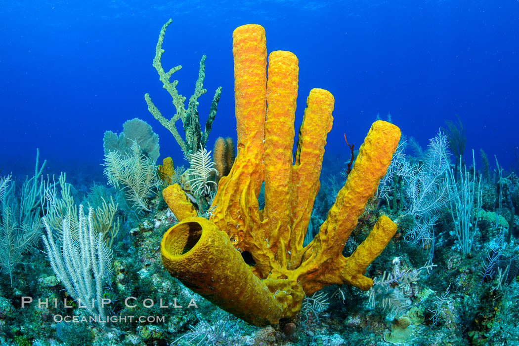 Sponges on Caribbean coral reef, Grand Cayman Island. Cayman Islands, natural history stock photograph, photo id 32040