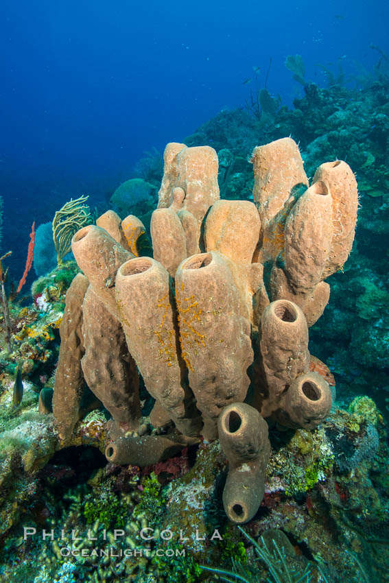 Sponges on Caribbean coral reef, Grand Cayman Island. Cayman Islands, natural history stock photograph, photo id 32108