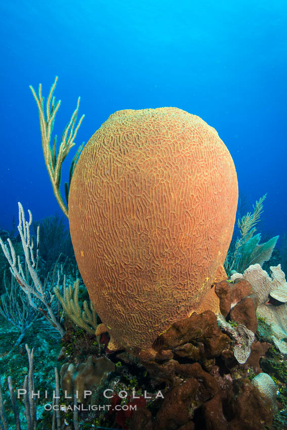 Sponges on Caribbean coral reef, Grand Cayman Island. Cayman Islands, natural history stock photograph, photo id 32184