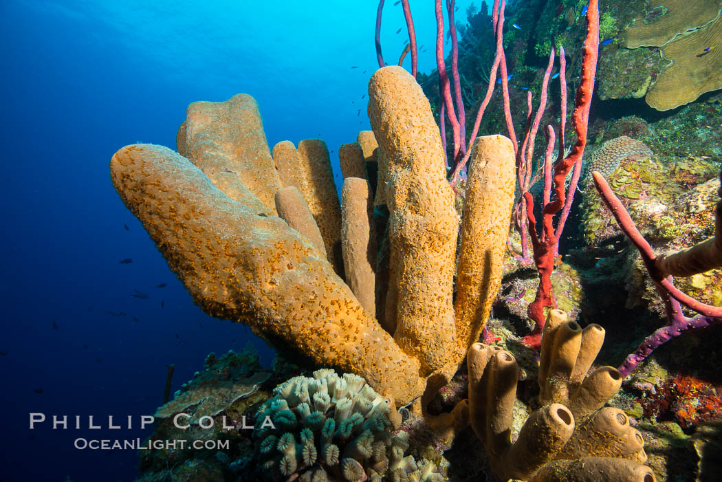 Sponges on Caribbean coral reef, Grand Cayman Island. Cayman Islands, natural history stock photograph, photo id 32196