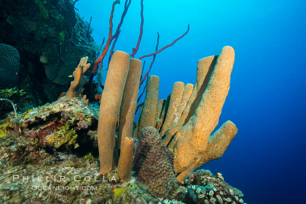 Sponges on Caribbean coral reef, Grand Cayman Island. Cayman Islands, natural history stock photograph, photo id 32099