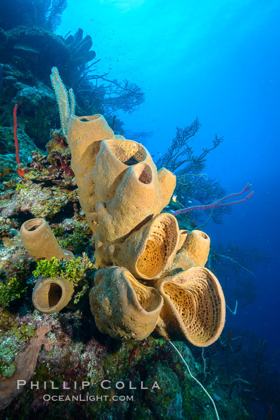 Sponges on Caribbean coral reef, Grand Cayman Island. Cayman Islands, natural history stock photograph, photo id 32107