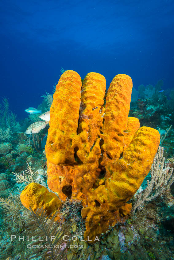 Sponges on Caribbean coral reef, Grand Cayman Island. Cayman Islands, natural history stock photograph, photo id 32115