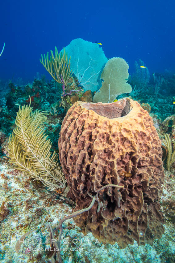 Sponges on Caribbean coral reef, Grand Cayman Island. Cayman Islands, natural history stock photograph, photo id 32187