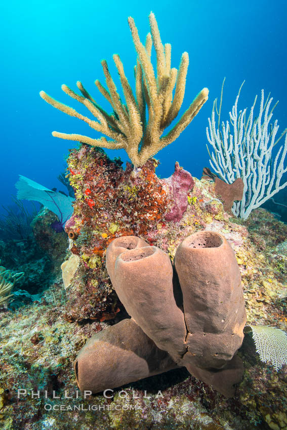 Sponges on Caribbean coral reef, Grand Cayman Island. Cayman Islands, natural history stock photograph, photo id 32191