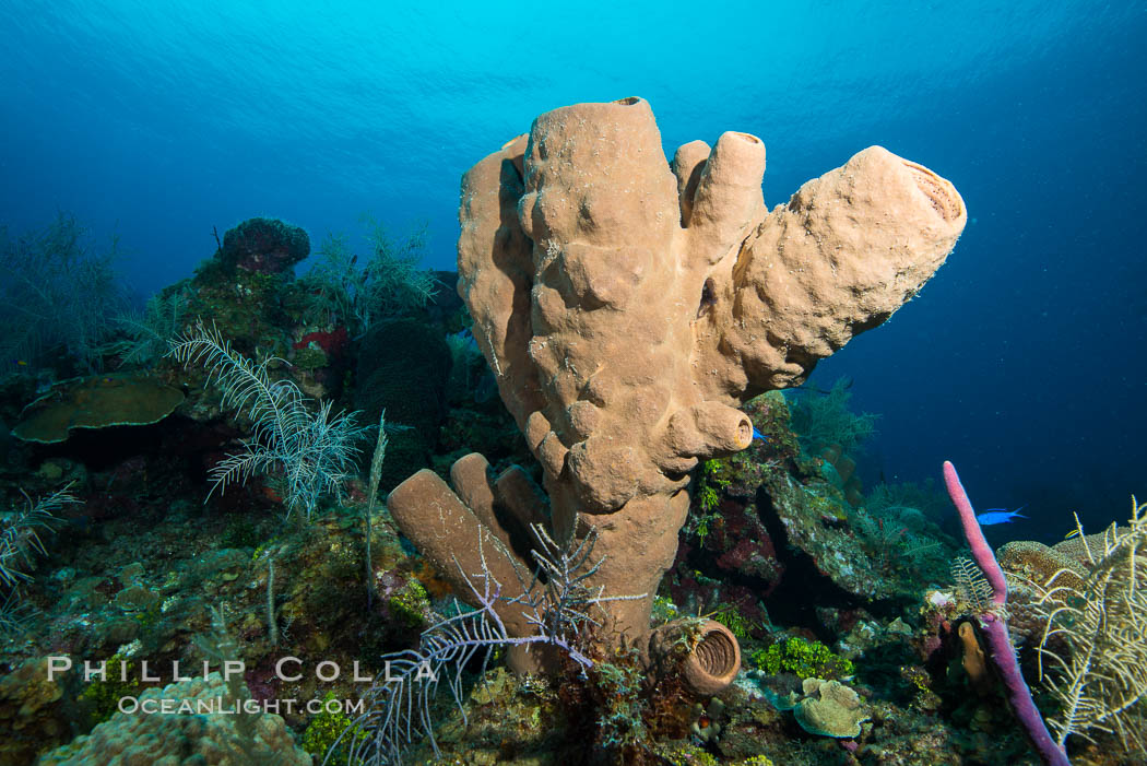 Sponges on Caribbean coral reef, Grand Cayman Island. Cayman Islands, natural history stock photograph, photo id 32195