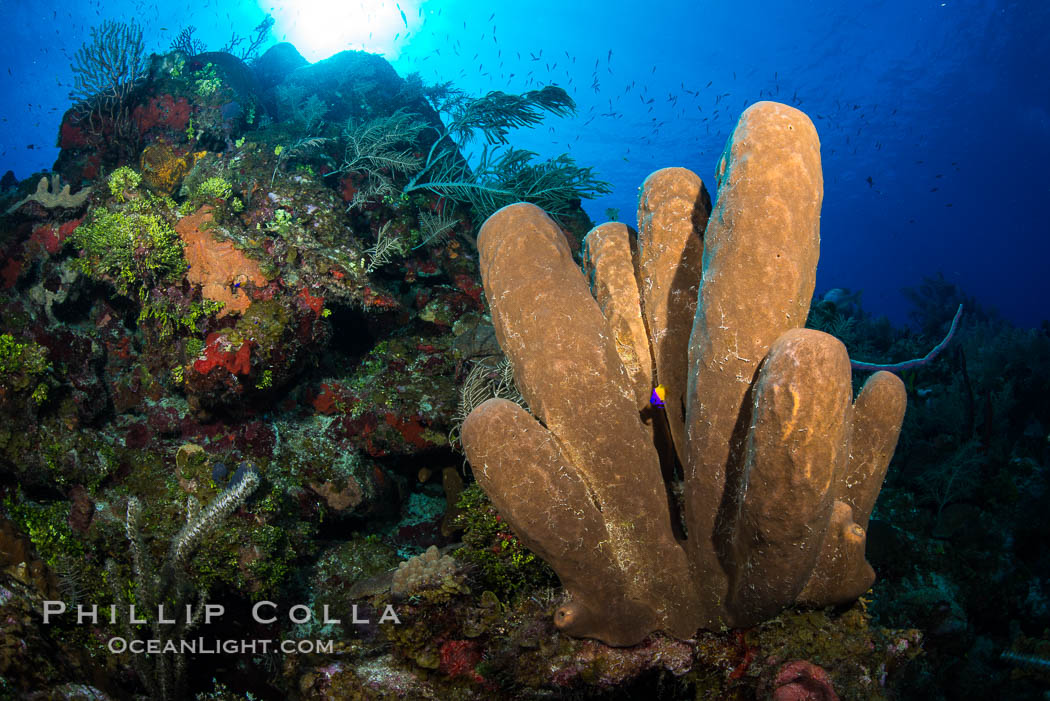 Sponges on Caribbean coral reef, Grand Cayman Island. Cayman Islands, natural history stock photograph, photo id 32037