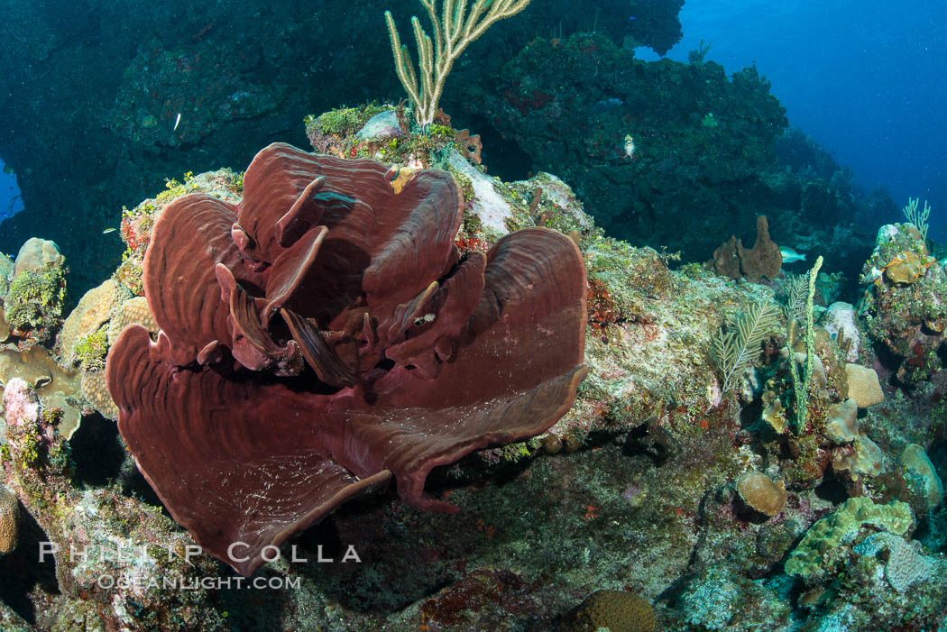 Sponges on Caribbean coral reef, Grand Cayman Island. Cayman Islands, natural history stock photograph, photo id 32045