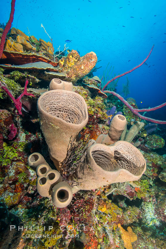 Sponges on Caribbean coral reef, Grand Cayman Island. Cayman Islands, natural history stock photograph, photo id 32105