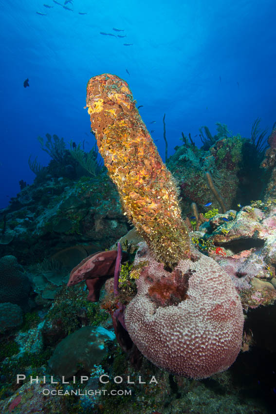 Sponges on Caribbean coral reef, Grand Cayman Island. Cayman Islands, natural history stock photograph, photo id 32173