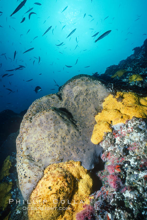 Sponges, Bens Rock., natural history stock photograph, photo id 02380