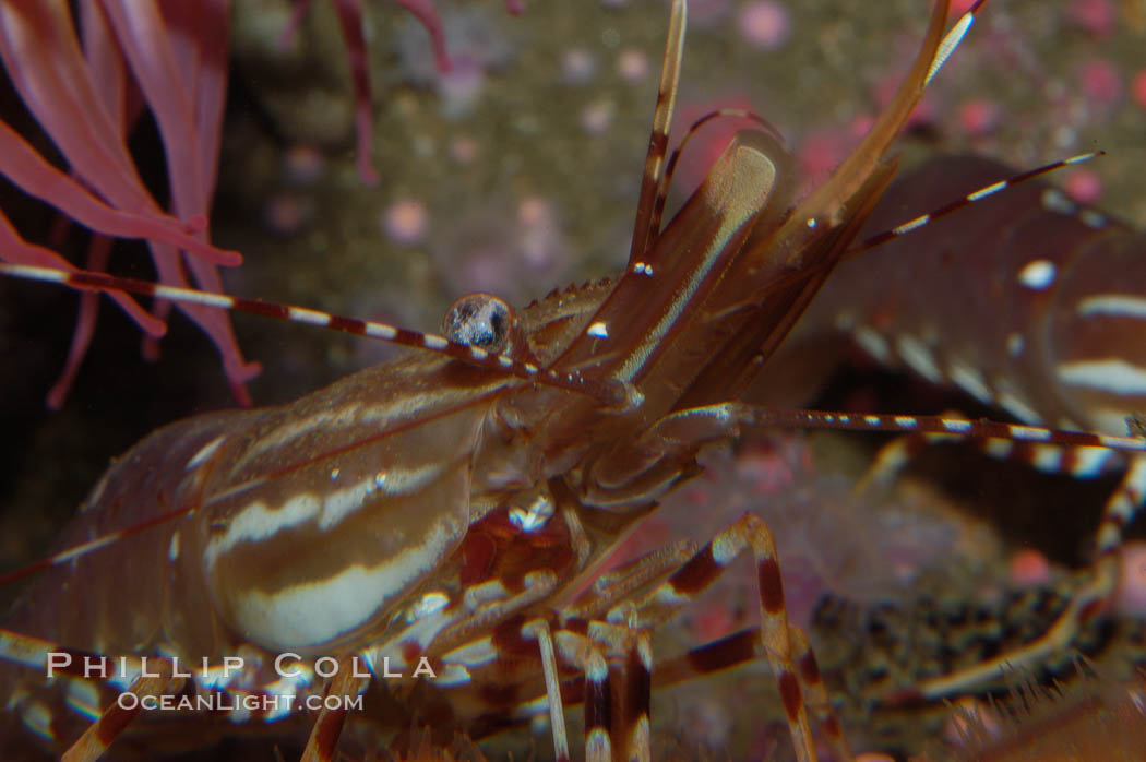 Spot prawn., Pandalus platycaros, natural history stock photograph, photo id 08986