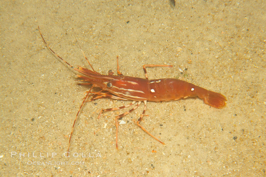 Spot prawn., Pandalus platycaros, natural history stock photograph, photo id 12874