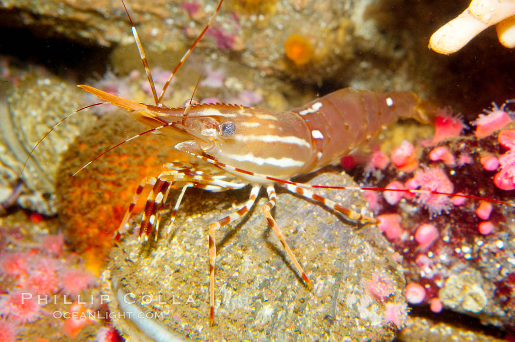 Spot prawn., Pandalus platycaros, natural history stock photograph, photo id 14952