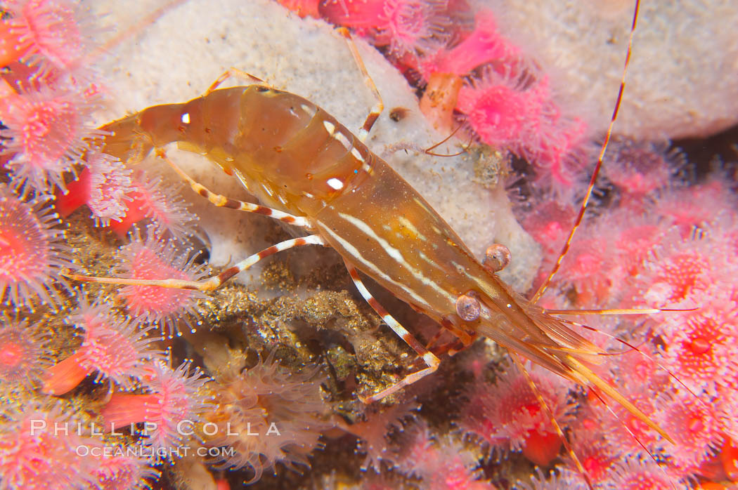 Spot prawn., Pandalus platycaros, natural history stock photograph, photo id 14012