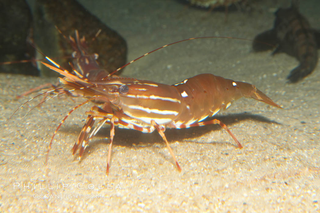 Spot prawn., Pandalus platycaros, natural history stock photograph, photo id 12873