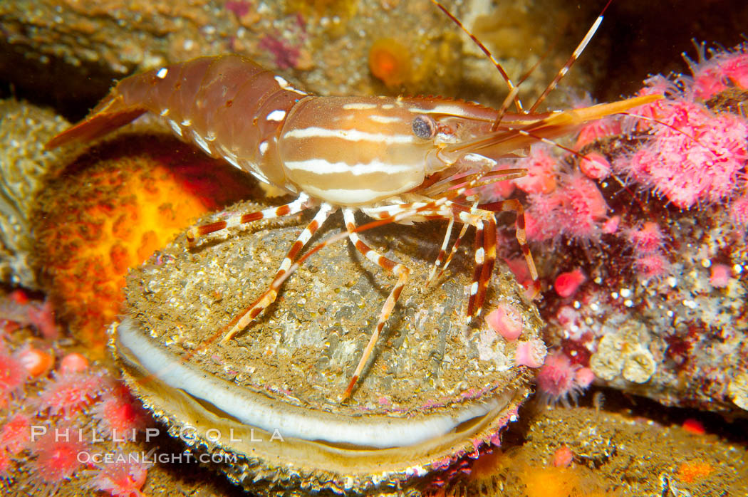 Spot prawn atop scallop., Crassedoma giganteum, Pandalus platycaros, natural history stock photograph, photo id 14957