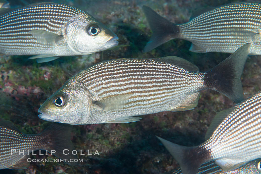 Spottail grunt fish, Isla San Diego, Sea of Cortez. Baja California, Mexico, natural history stock photograph, photo id 33532
