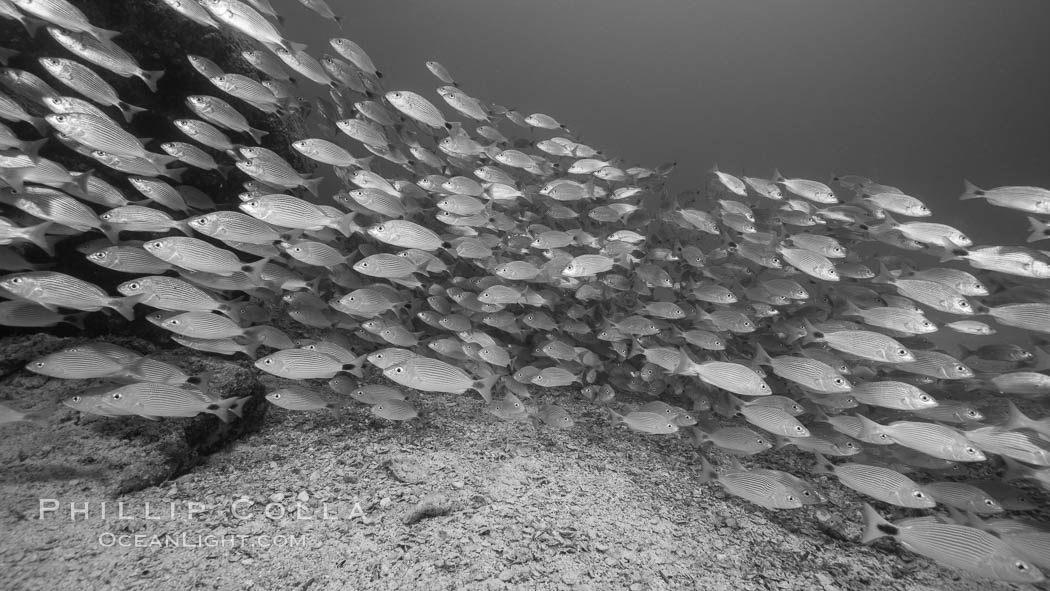 Spottail grunt fish schooling, Isla San Francisquito, Sea of Cortez. Baja California, Mexico, natural history stock photograph, photo id 33634