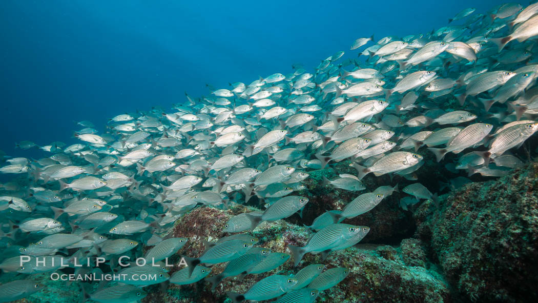 Spottail grunt fish schooling, Isla San Francisquito, Sea of Cortez. Baja California, Mexico, natural history stock photograph, photo id 33632