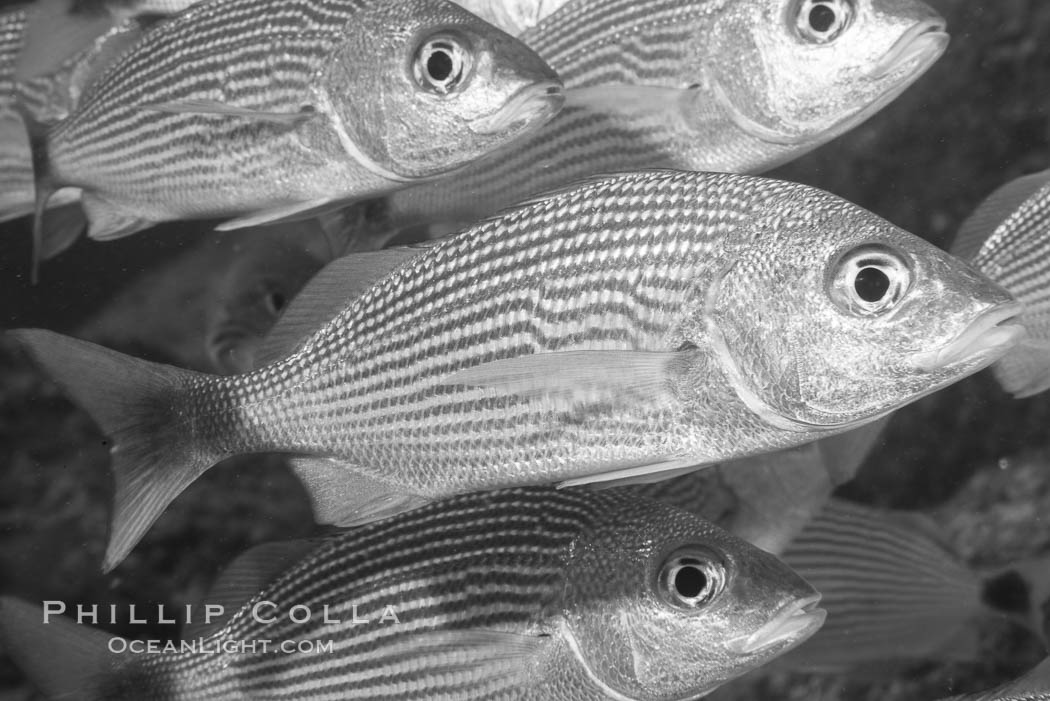 Spottail grunt fish schooling, Isla San Francisquito, Sea of Cortez. Baja California, Mexico, natural history stock photograph, photo id 33652