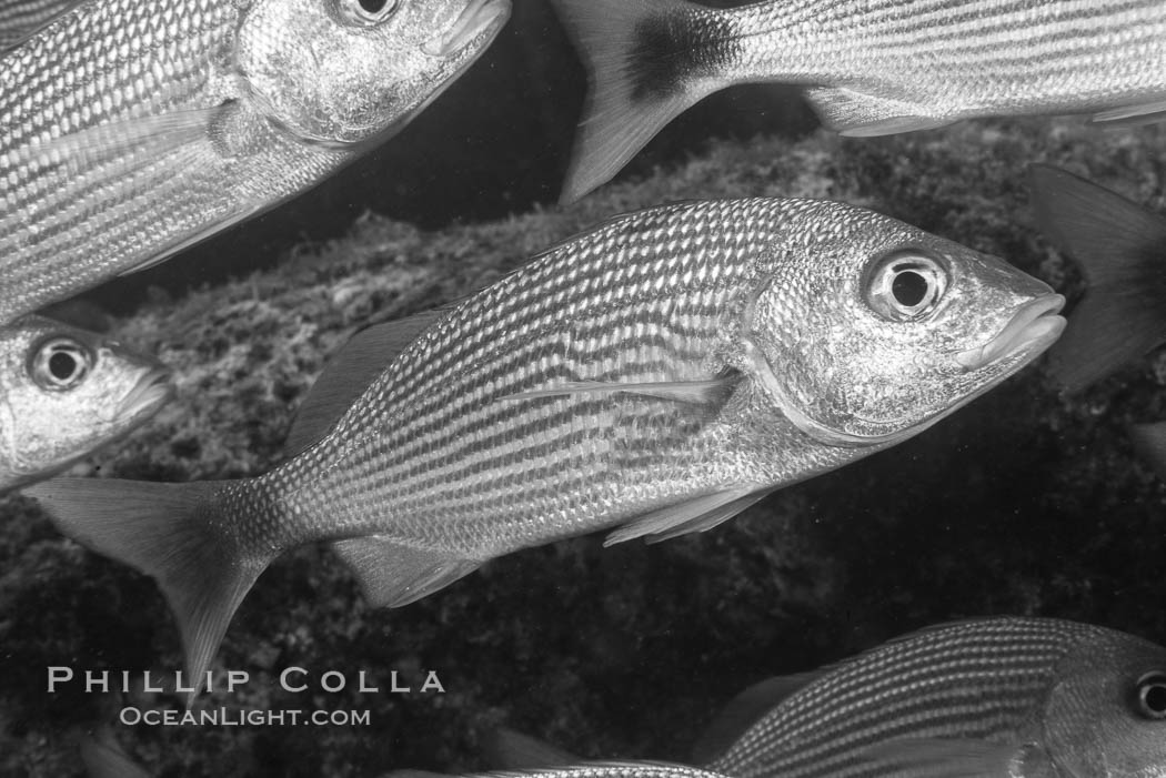 Spottail grunt fish schooling, Isla San Francisquito, Sea of Cortez. Baja California, Mexico, natural history stock photograph, photo id 33651