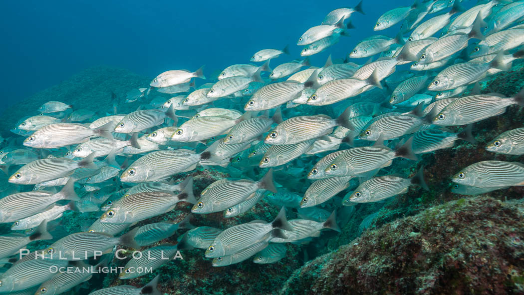 Spottail grunt fish schooling, Isla San Francisquito, Sea of Cortez. Baja California, Mexico, natural history stock photograph, photo id 33633