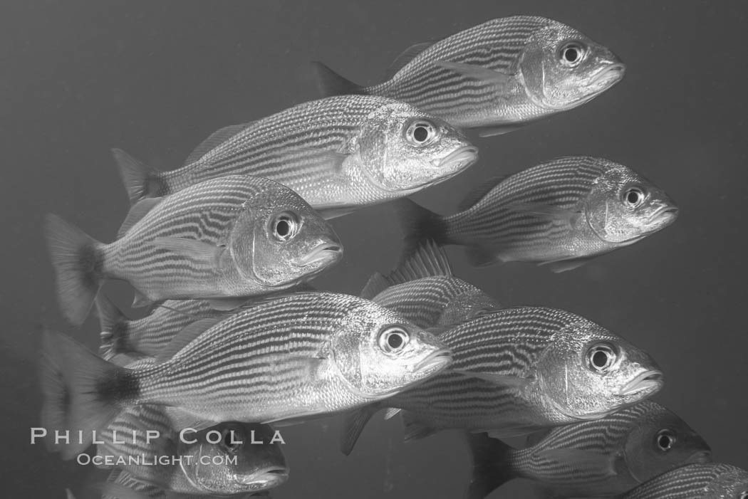 Spottail grunt fish schooling, Isla San Francisquito, Sea of Cortez. Baja California, Mexico, natural history stock photograph, photo id 33657