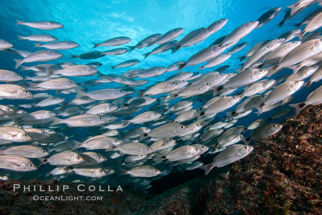Spottail grunt fish schooling, Isla San Francisquito, Sea of Cortez. Baja California, Mexico, natural history stock photograph, photo id 32574