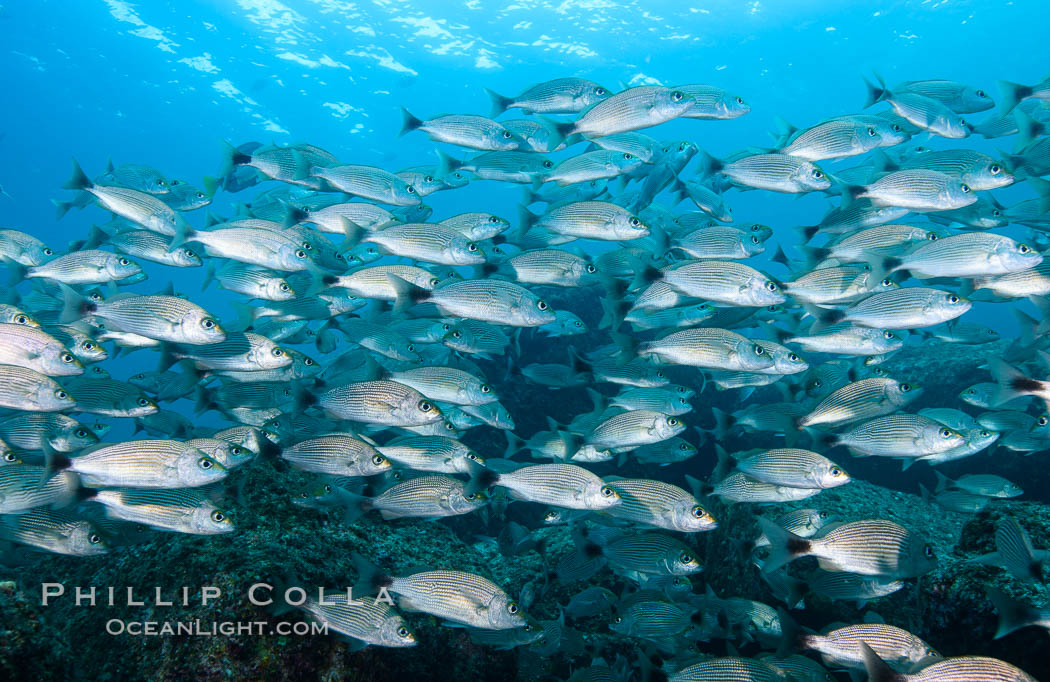 Spottail grunt fish schooling, Isla San Francisquito, Sea of Cortez. Baja California, Mexico, natural history stock photograph, photo id 32572
