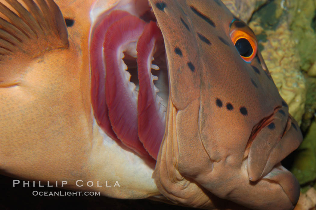 Spotted coralgrouper exposes its gills in order to be cleaned by cleaner wrasse (not in frame)., Plectropomus maculatus, natural history stock photograph, photo id 08844