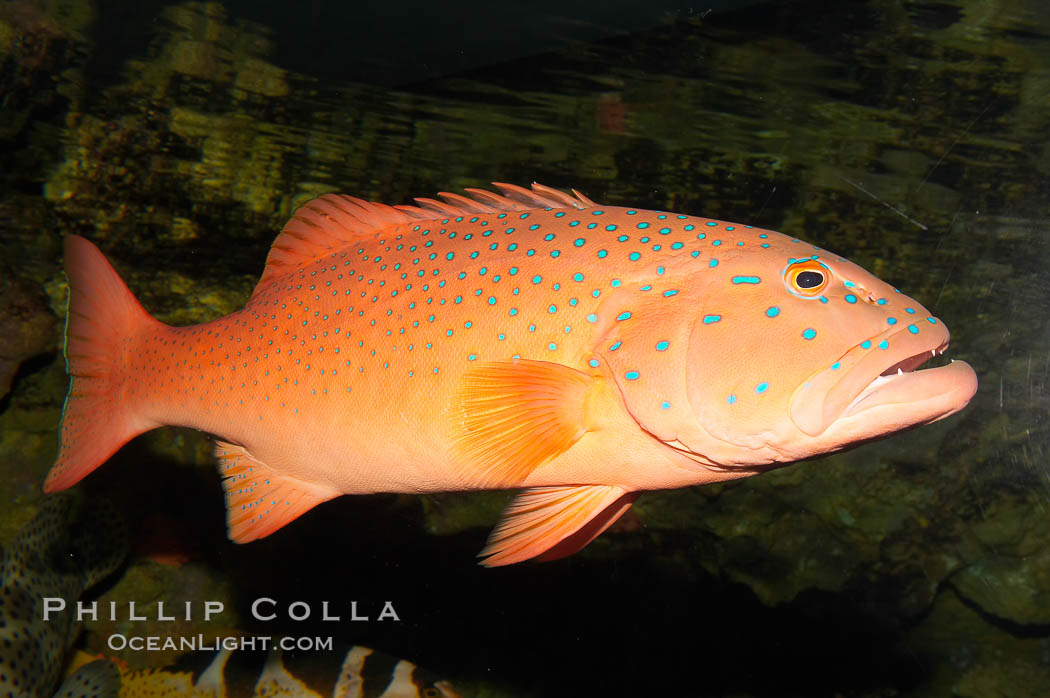 Spotted coralgrouper., Plectropomus maculatus, natural history stock photograph, photo id 12917