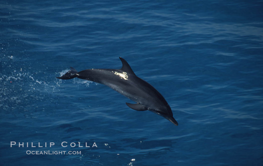 Atlantic spotted dolphin. Bahamas, Stenella frontalis, natural history stock photograph, photo id 00682