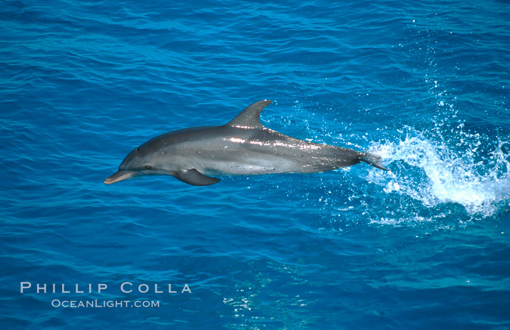 Atlantic spotted dolphin. Bahamas, Stenella frontalis, natural history stock photograph, photo id 00680