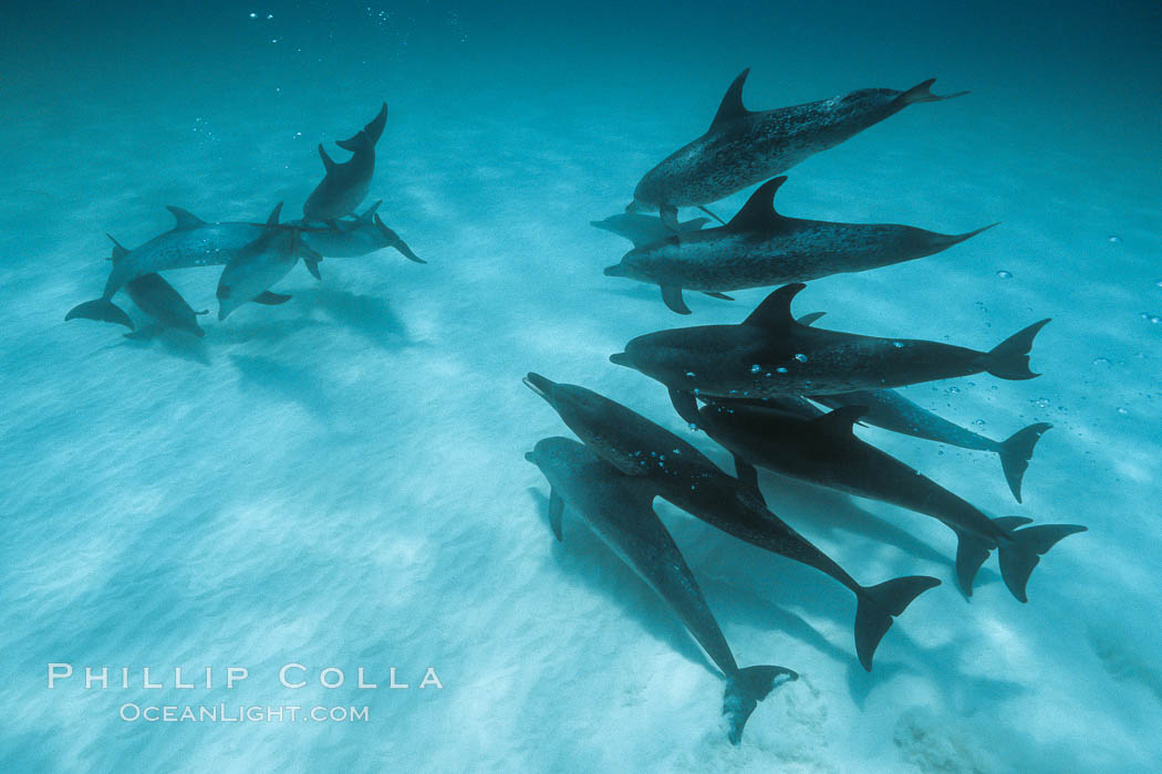 Atlantic spotted dolphin. Bahamas, Stenella frontalis, natural history stock photograph, photo id 00006