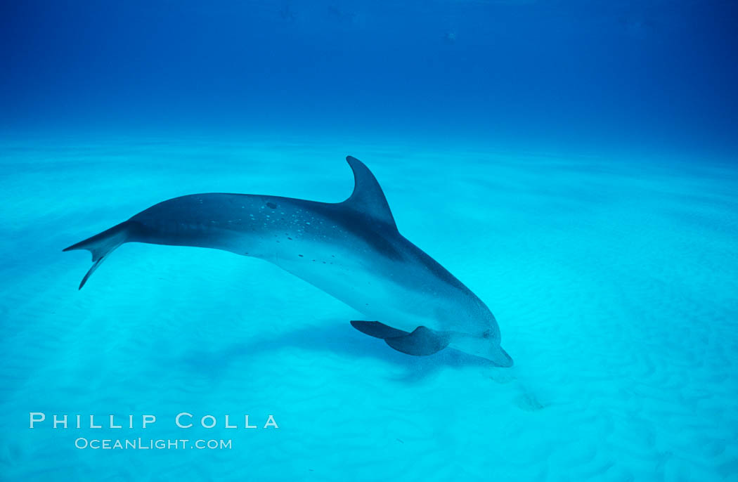 Atlantic spotted dolphin. Bahamas, Stenella frontalis, natural history stock photograph, photo id 00674