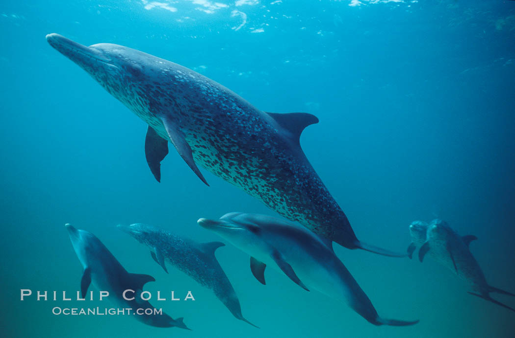 Atlantic spotted dolphin. Bahamas, Stenella frontalis, natural history stock photograph, photo id 01962