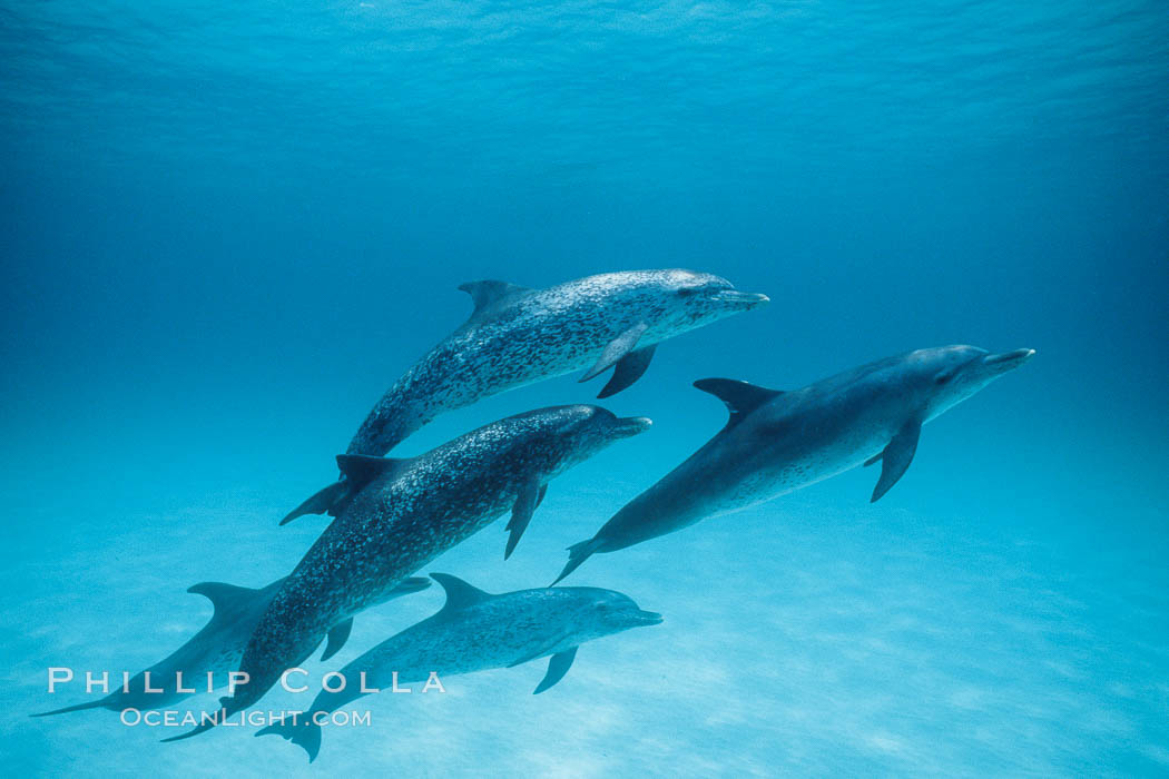 Atlantic spotted dolphin. Bahamas, Stenella frontalis, natural history stock photograph, photo id 00016
