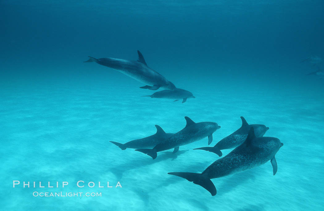 Atlantic spotted dolphin. Bahamas, Stenella frontalis, natural history stock photograph, photo id 00688