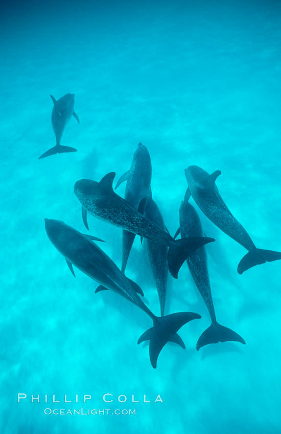 Atlantic spotted dolphin. Bahamas, Stenella frontalis, natural history stock photograph, photo id 01148