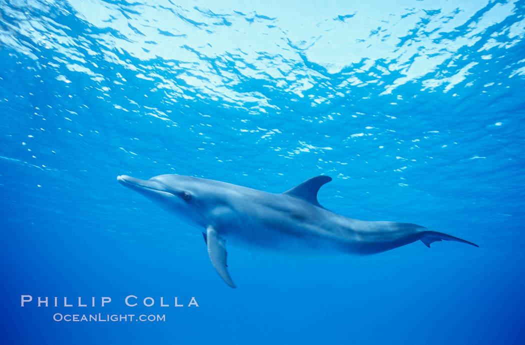 Atlantic spotted dolphin. Bahamas, Stenella frontalis, natural history stock photograph, photo id 04896