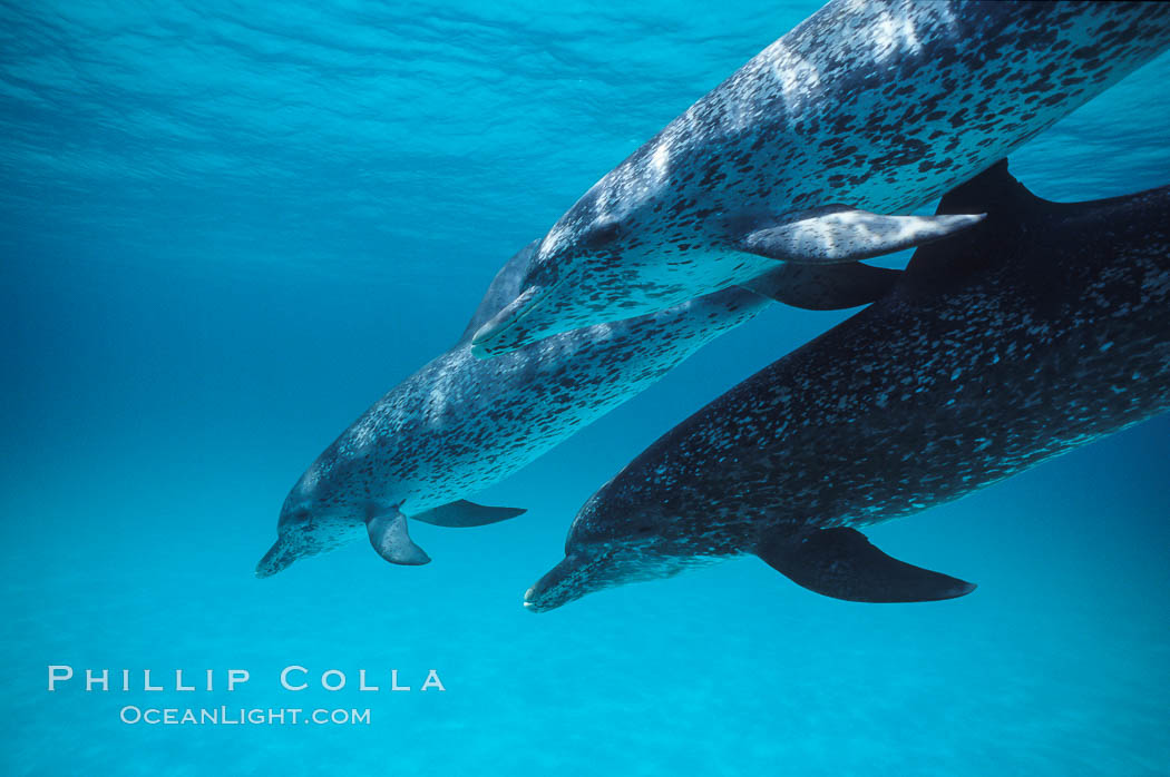 Atlantic spotted dolphin. Bahamas, Stenella frontalis, natural history stock photograph, photo id 00015