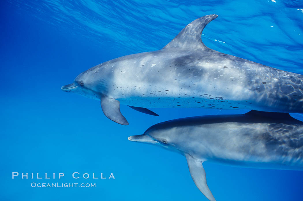 Atlantic spotted dolphin. Bahamas, Stenella frontalis, natural history stock photograph, photo id 00677