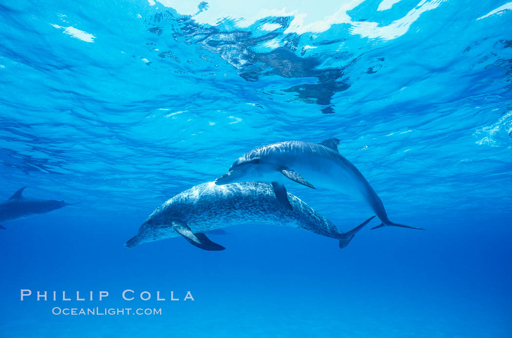 Atlantic spotted dolphin. Bahamas, Stenella frontalis, natural history stock photograph, photo id 00689