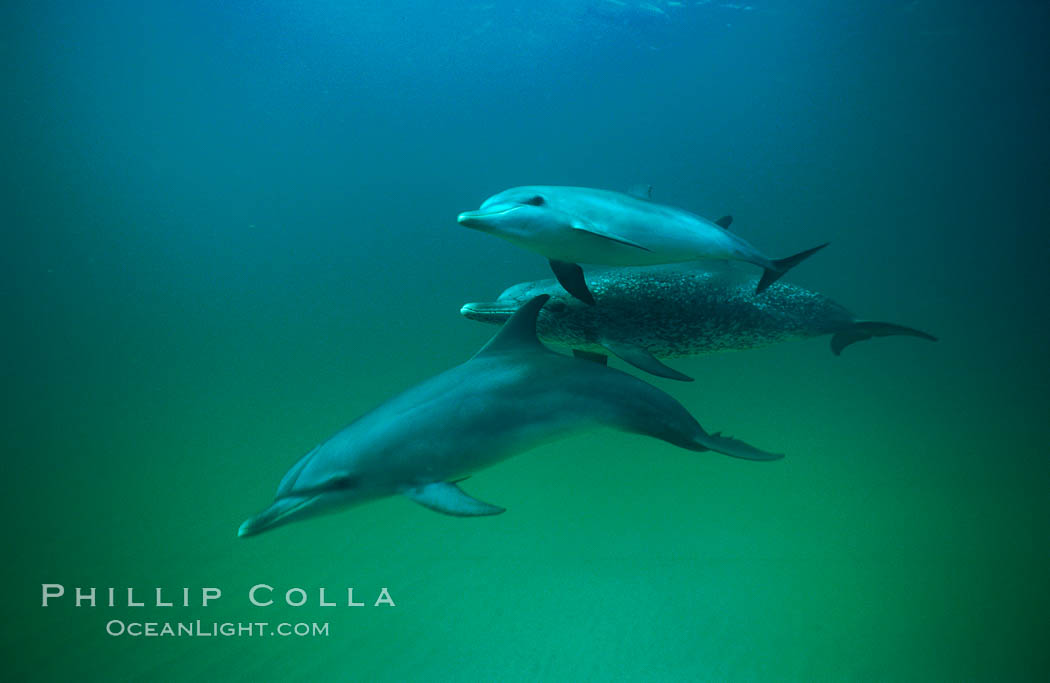 Atlantic spotted dolphin. Bahamas, Stenella frontalis, natural history stock photograph, photo id 01961