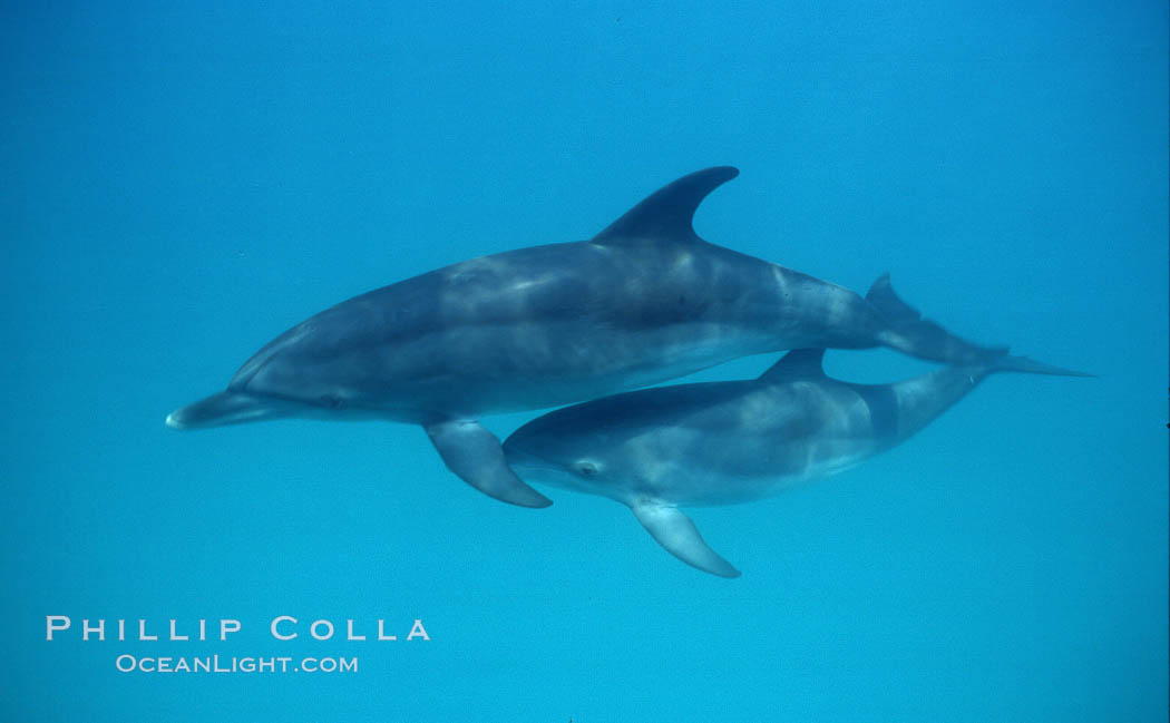 Atlantic spotted dolphin. Bahamas, Stenella frontalis, natural history stock photograph, photo id 04893