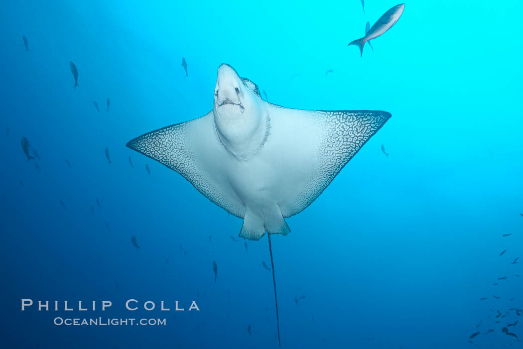 Spotted eagle ray. Wolf Island, Galapagos Islands, Ecuador, Aetobatus narinari, natural history stock photograph, photo id 16334