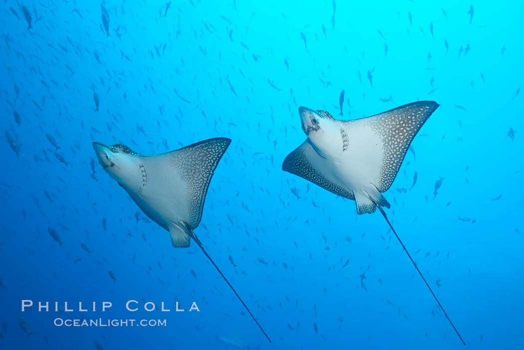 Spotted eagle rays. Wolf Island, Galapagos Islands, Ecuador, Aetobatus narinari, natural history stock photograph, photo id 16338