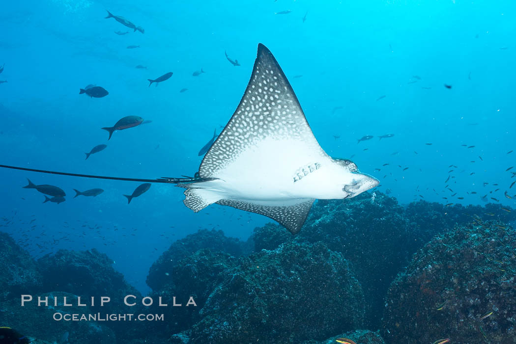 Spotted eagle ray. Wolf Island, Galapagos Islands, Ecuador, Aetobatus narinari, natural history stock photograph, photo id 16342